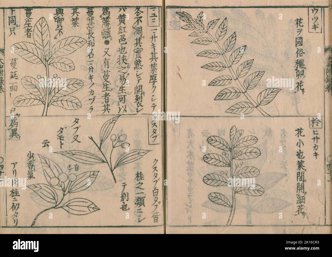 Inside page of 'Yamato honzō', editor Kaibara Atsunobu (known as Kaibara Ekiken or Ekken), (1630 - 1714), published in 1709 - 1715 Stock Photo