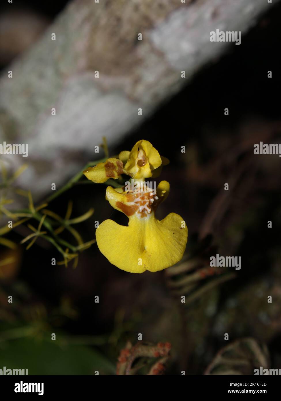 Neotropical orchid Oncidium bryolophotum Stock Photo