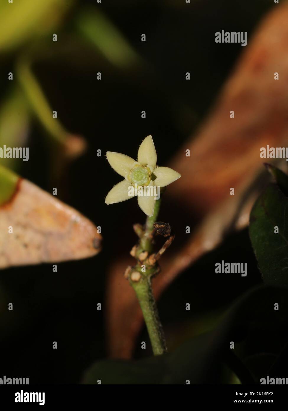 Miniature flower of Orthosia glaberrima (Apocynaceae) from Costa Rica Stock Photo