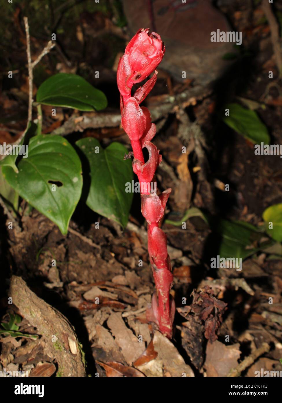 Close-up on the Red Indian Pipe (Monotropa coccinea) from Costa Rica Stock Photo