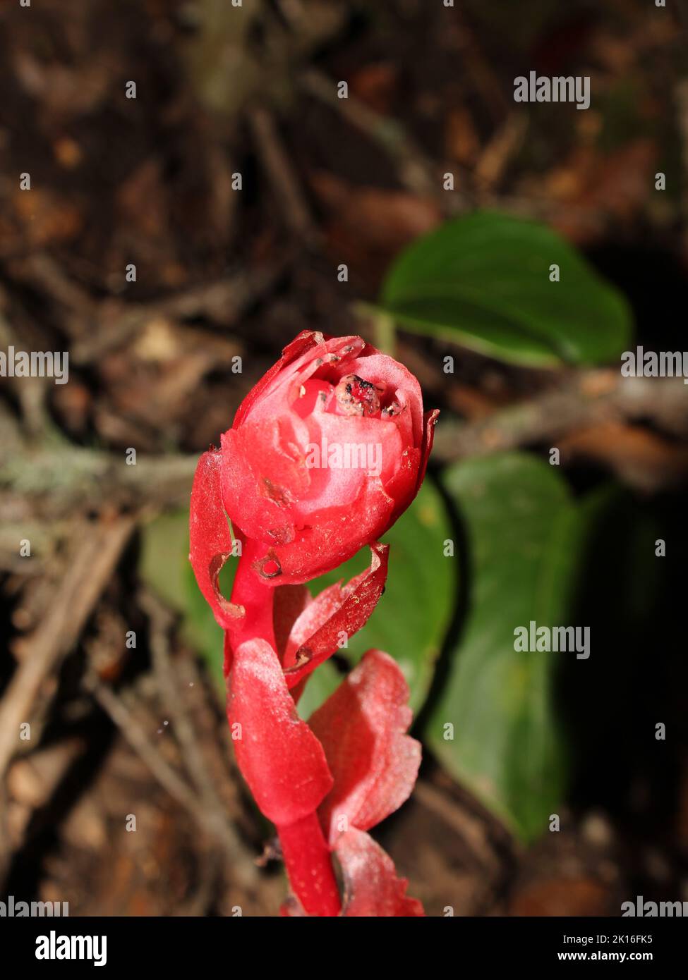 Close-up on the Red Indian Pipe (Monotropa coccinea) from Costa Rica Stock Photo