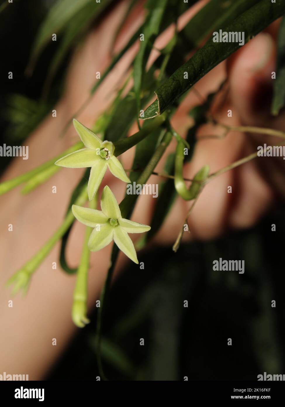 Green flowers of Cestrum cristinae Stock Photo