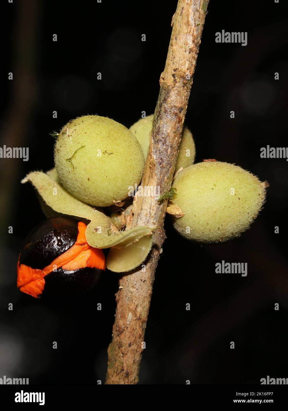 Fruits of neotropical tree Trichilia pallida Stock Photo