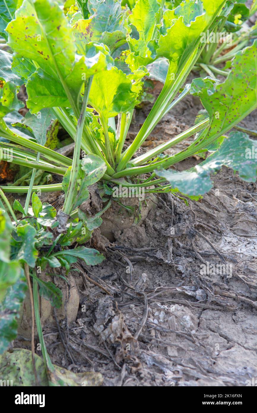 Mangelwurzel or mangold wurzel growing in agricultural field. Mangold, mangel beet, field beet, fodder beet or root of scarcity. Stock Photo