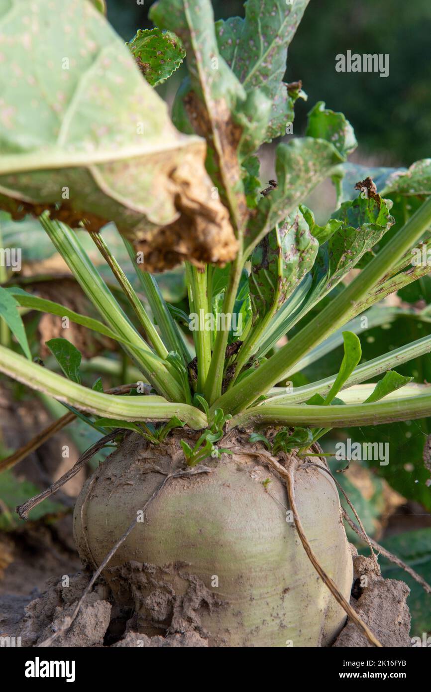 Mangelwurzel or mangold wurzel growing in agricultural field. Mangold, mangel beet, field beet, fodder beet or root of scarcity. Stock Photo