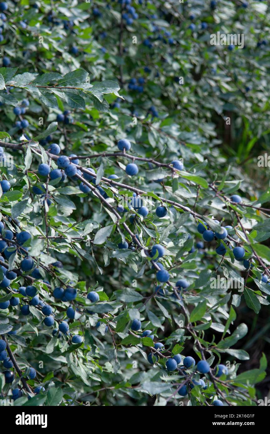 Prunus spinosa berries in the summer. Blackthorn or Sloe bluish fruits growing on the tree. Stock Photo