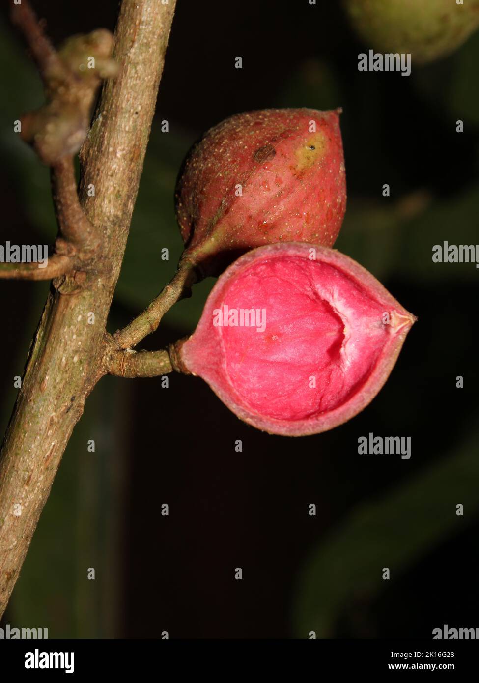 Open fruit of neotropical tree Protium hammelii (Burseraceae) from Costa Rica Stock Photo
