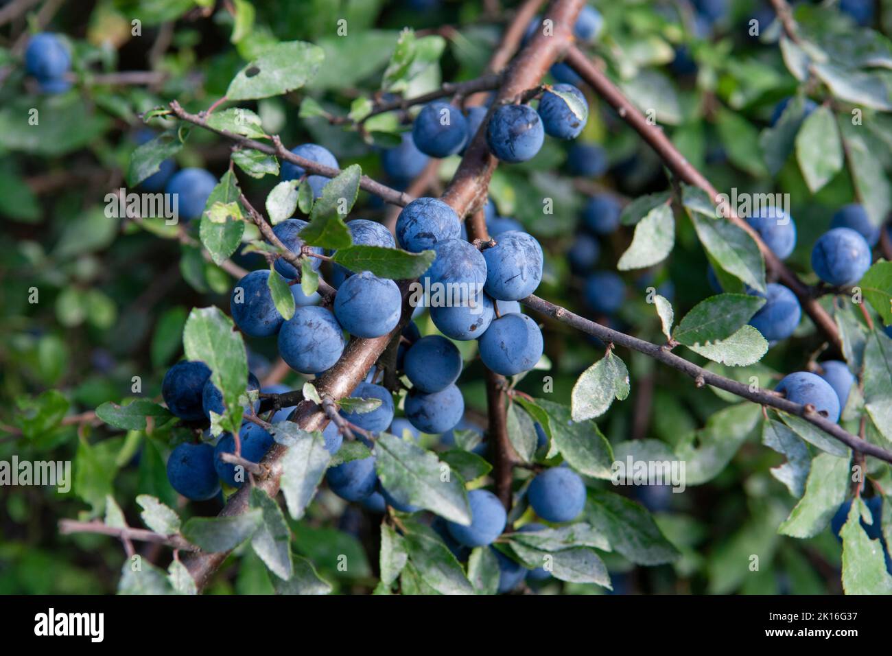 Prunus Spinosa Berries In The Summer Blackthorn Or Sloe Bluish Fruits 