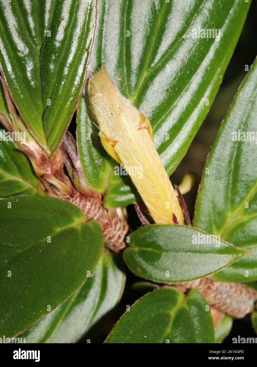 Flower of neotropical gesneriad Columnea verecunda Stock Photo