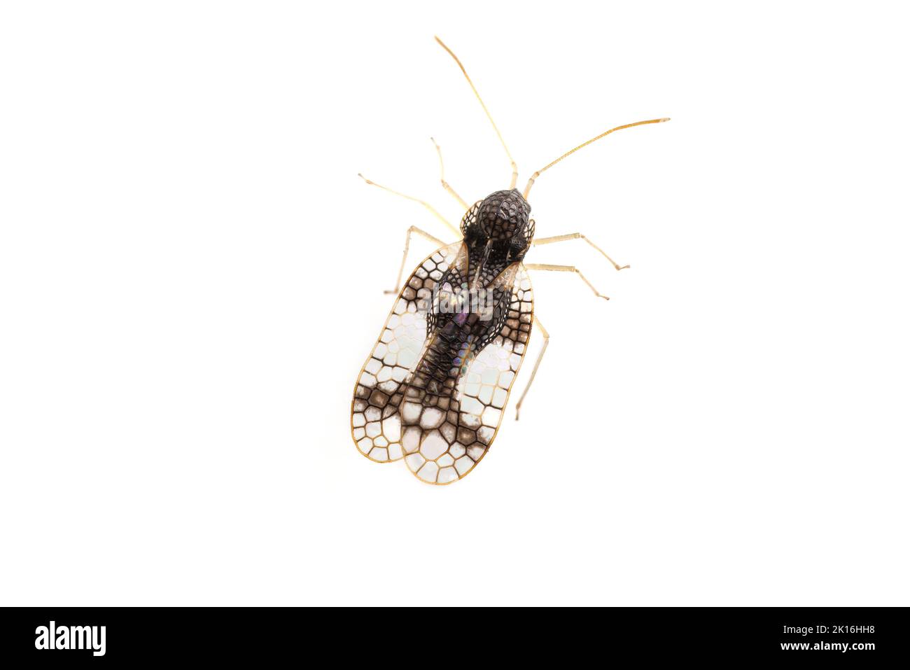 Andromeda Lace Bug (Stephanitis takeyai) isolated on white background. Stock Photo