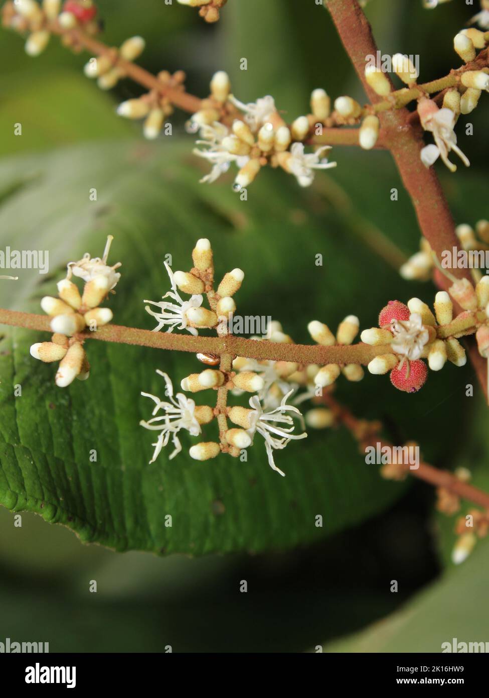 Flowers of Miconia impetiolaris Stock Photo