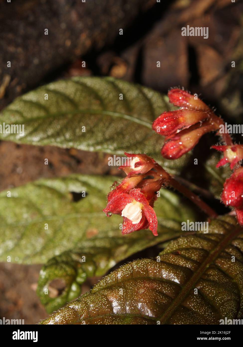 Red flowers of Hoffmannia pustulata Stock Photo