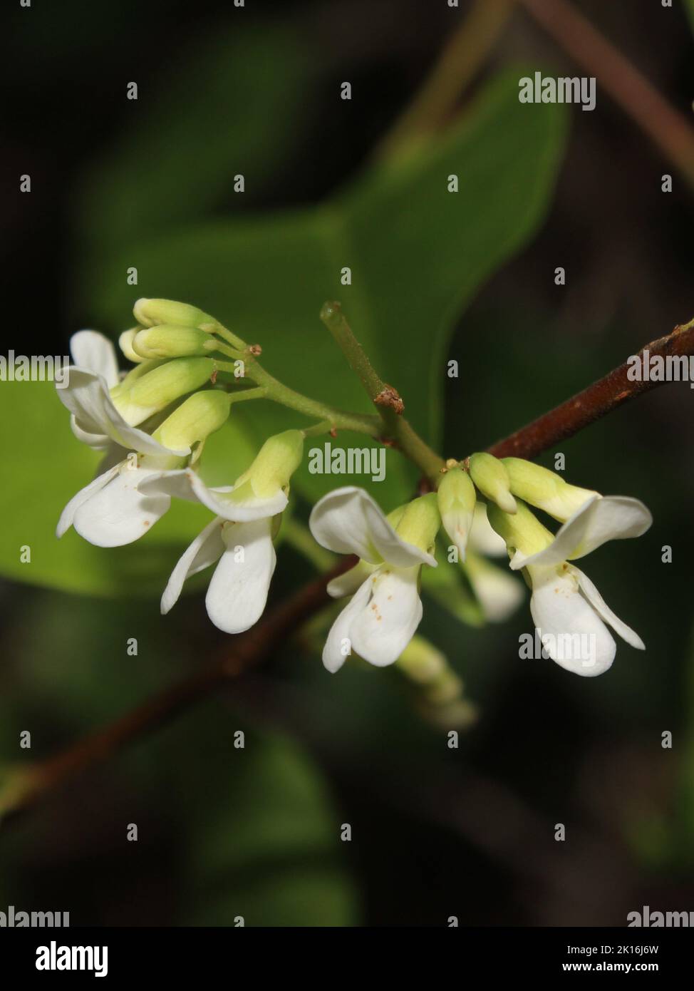 White flowers of Dalbergia brownei Stock Photo