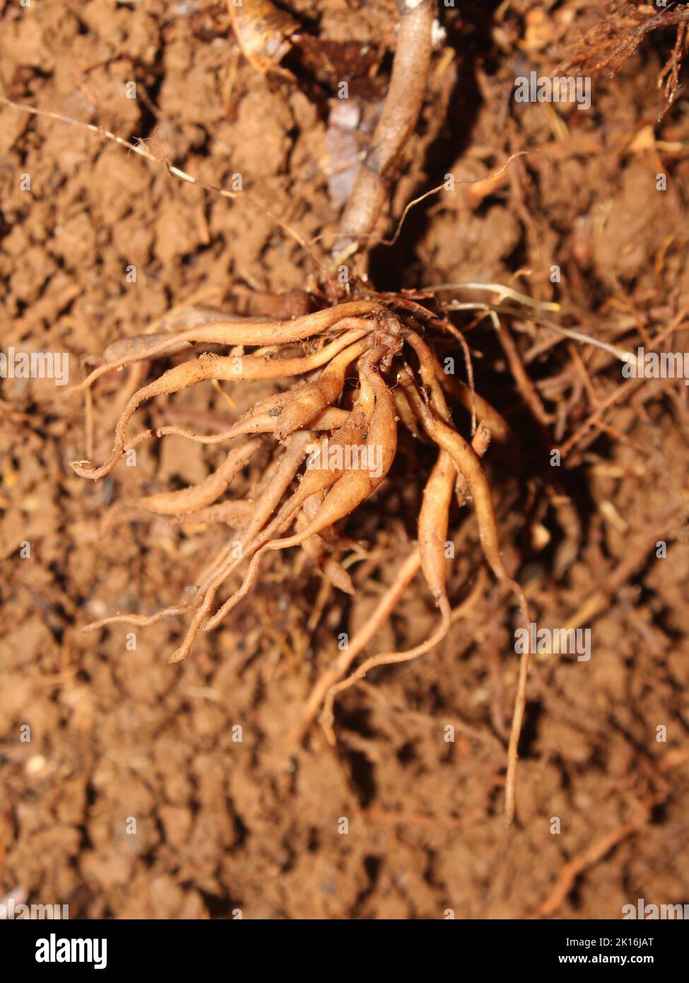Roots of the holoparasitic orchid Wullschlaegelia Stock Photo
