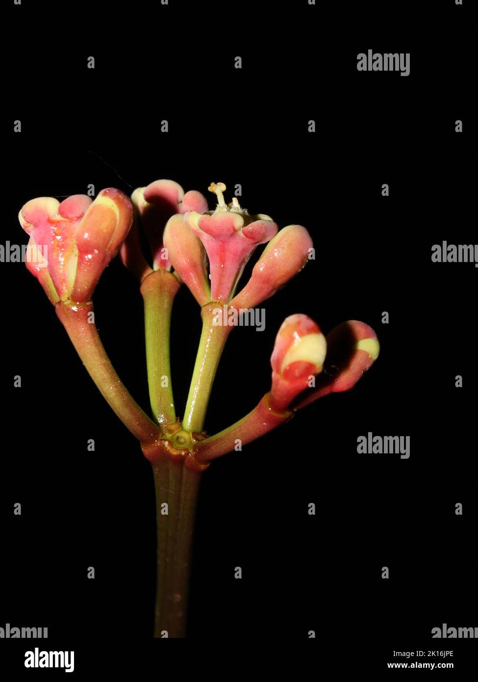 Isolated flowers of Euphorbia sinclairiana Stock Photo