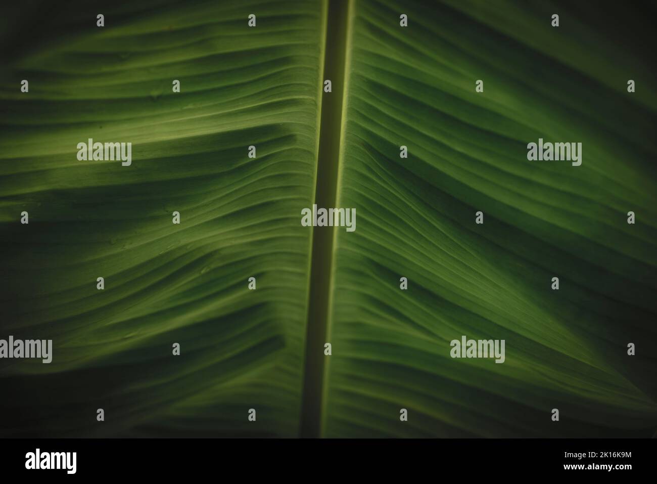 A close-up image of a banana tree leaf that depicts the unique pattern. Stock Photo