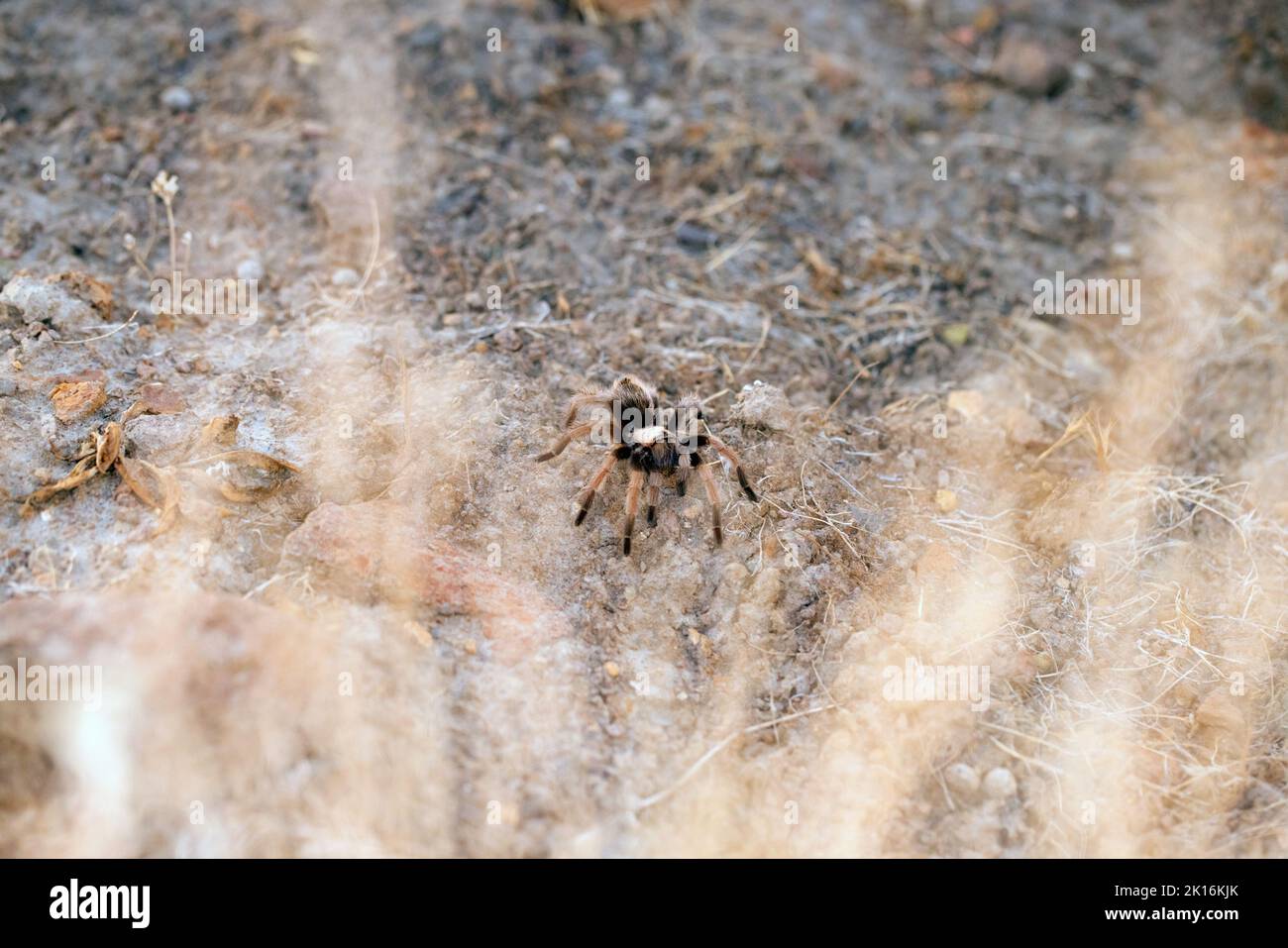 Black and borwn tarantula walking in the desert behind the cover of a ...