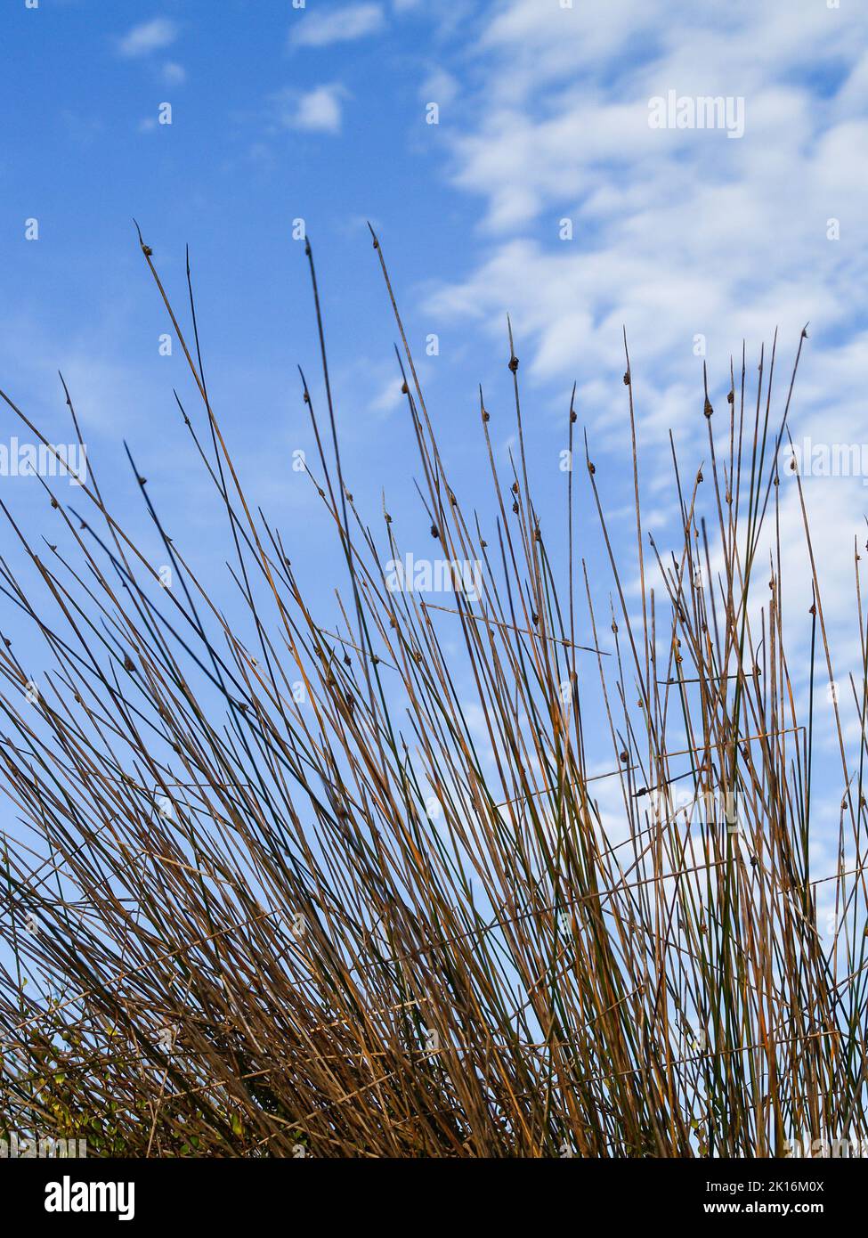 Bush Rush Reeds Dunes rush hi-res stock photography and images - Alamy