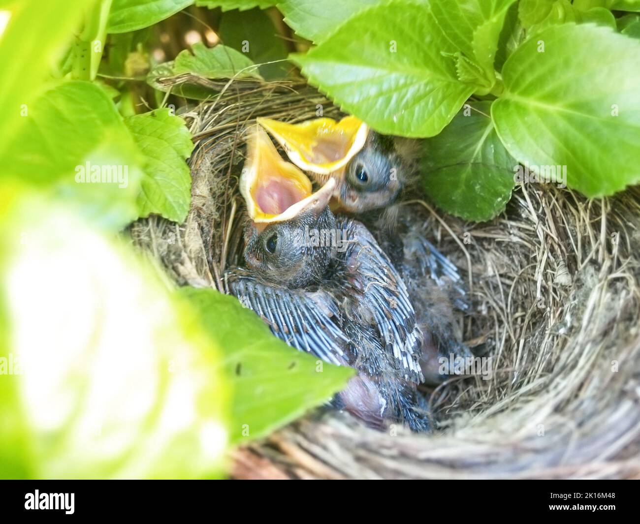 Two blackbird chicks in nest with heads up new feathers growing and