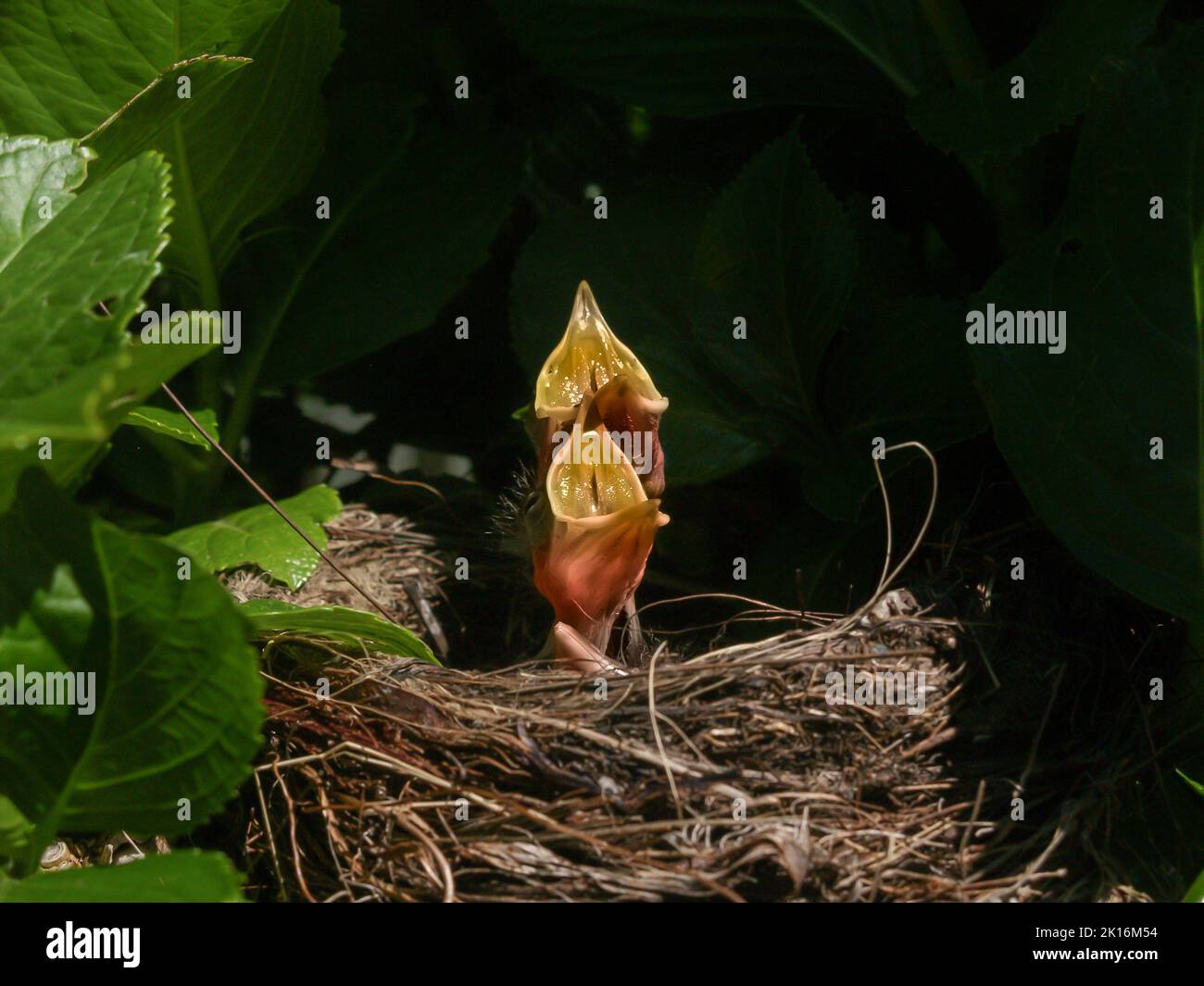 Two blackbird chicks in nest with heads up and beaks open pleading for
