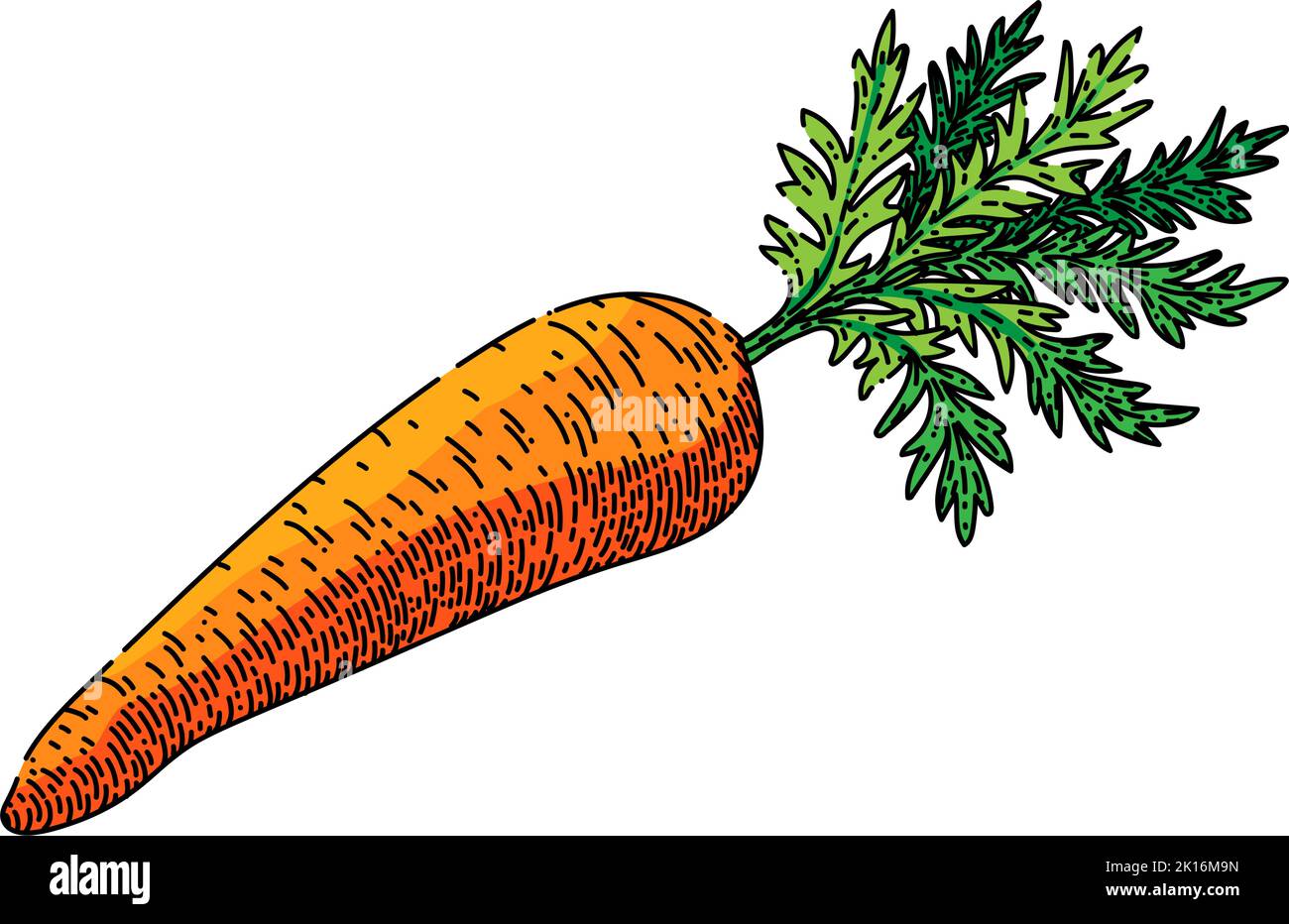 Carrot sketch Royalty Free Vector Image - VectorStock