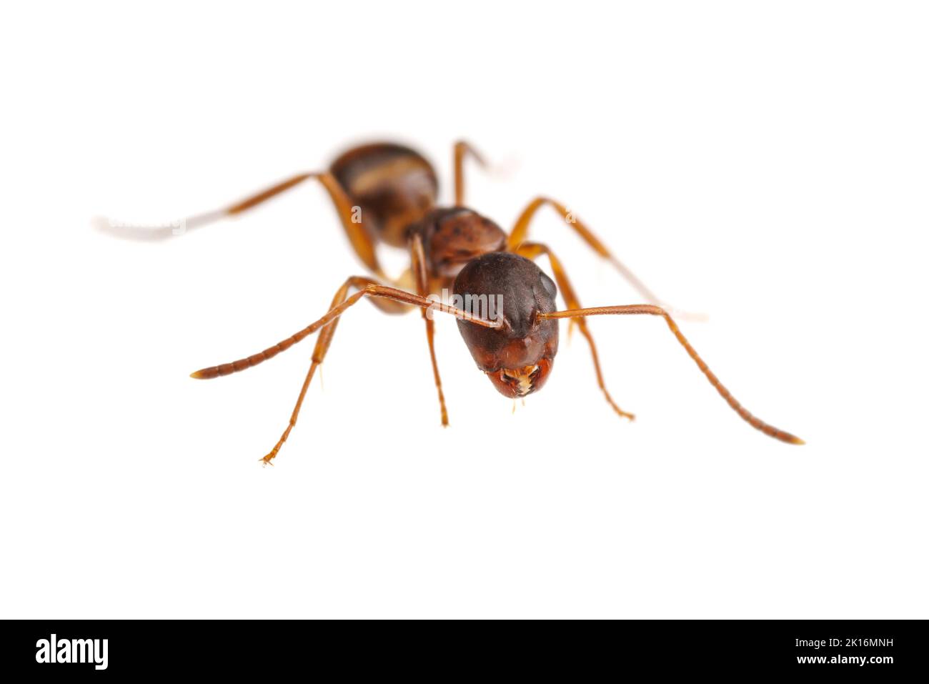 Carpenter Ant (Camponotus subarbatus) isolated on white background. Stock Photo