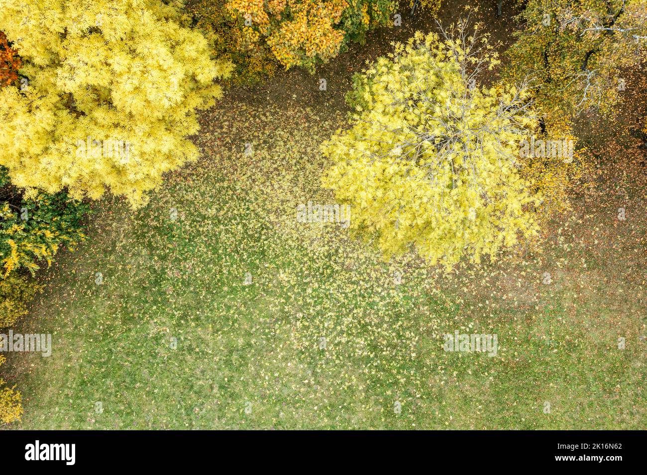 bright colorful tree tops on park lawn background, covered with fallen leaves. aerial top view. Stock Photo