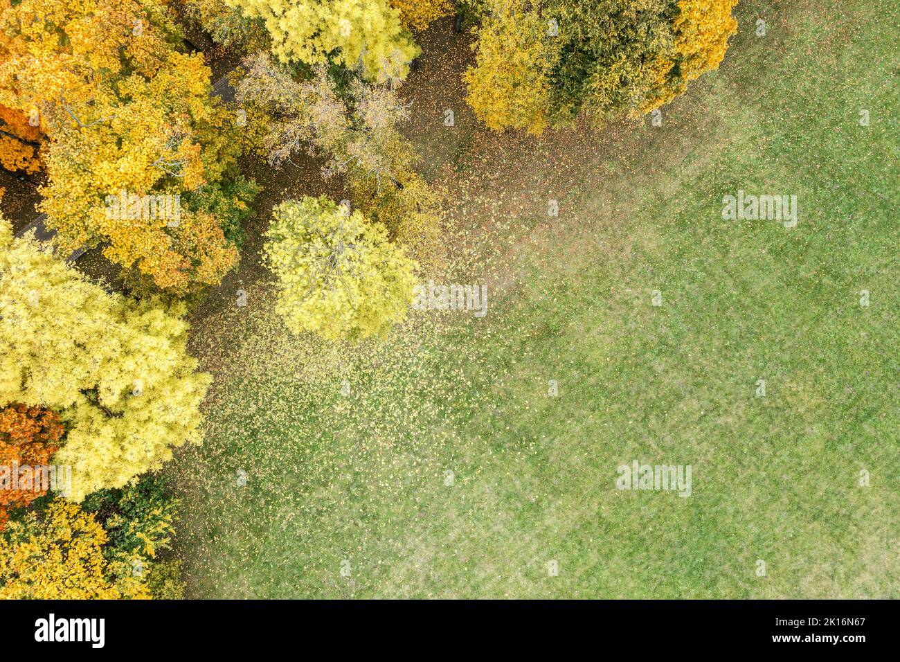 yellow trees in autumn park. green lawn covered by fallen leaves. aerial photography with drone. Stock Photo