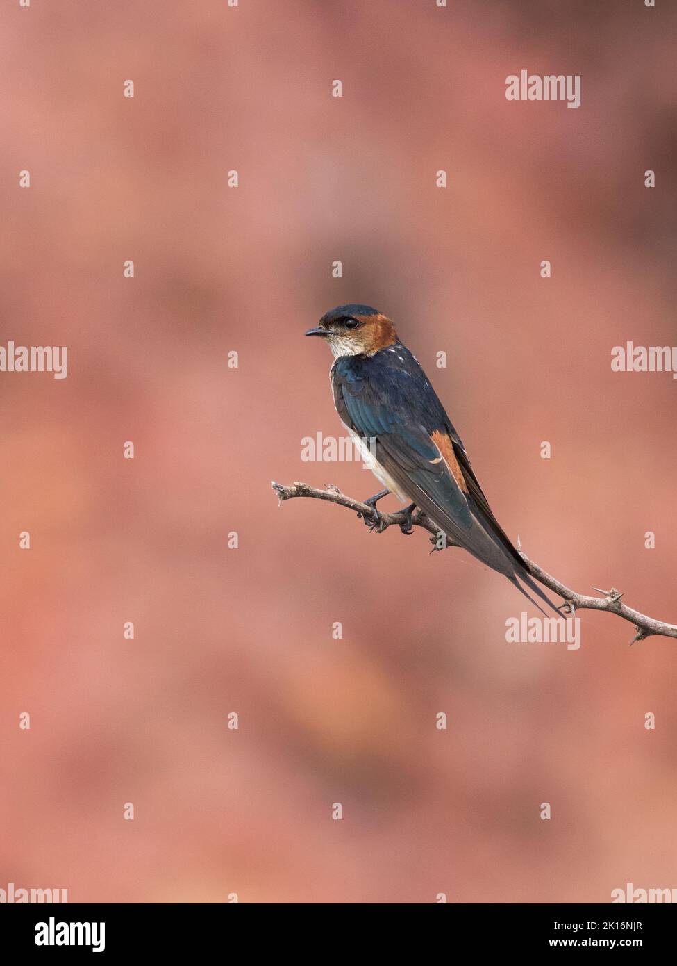 Red-rumped Swallow (Cecropis daurica) Stock Photo