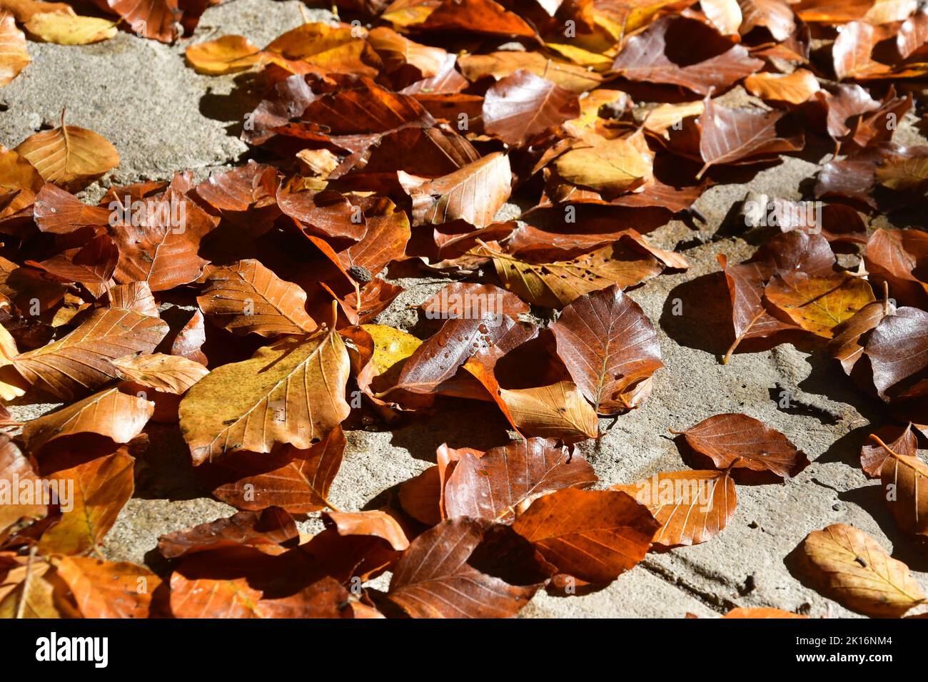 Detail of brown leaves over the ground in autumn Stock Photo