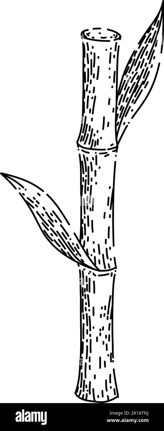 Closeup Field Sugarcane: Over 66 Royalty-Free Licensable Stock  Illustrations & Drawings | Shutterstock