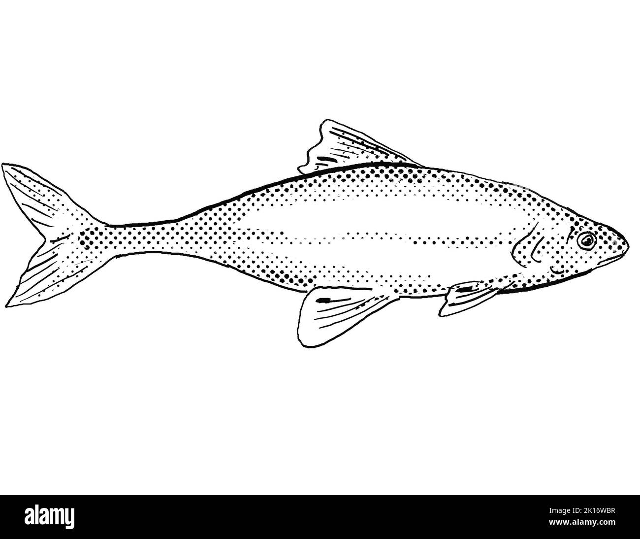 Cartoon style line drawing of a bonytail chub or bonytail or Gila elegans freshwater fish found in North America with halftone dots on isolated backgr Stock Photo