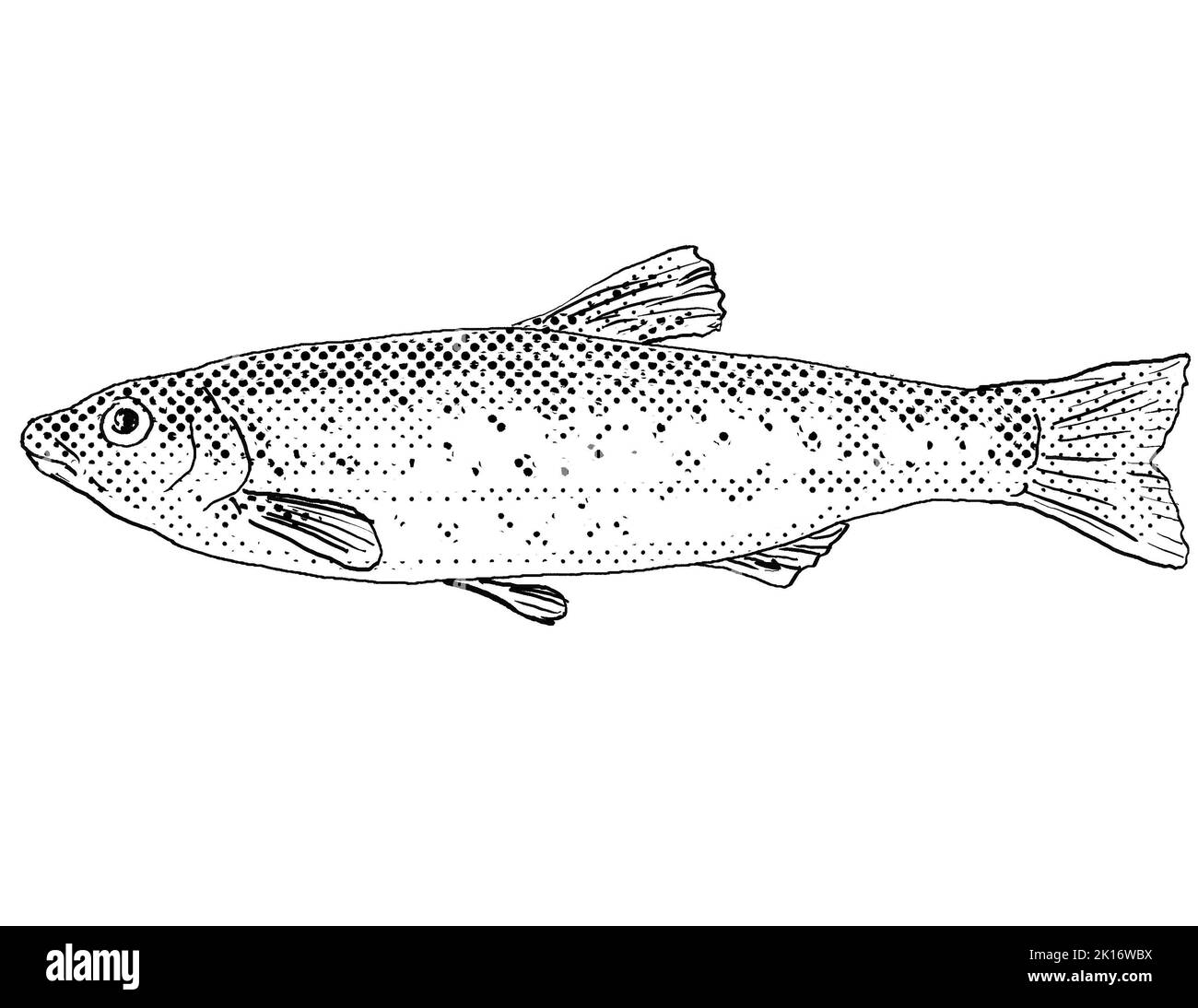 Cartoon style line drawing of a central stoneroller or Campostoma anomalum freshwater fish endemic to North America with halftone dots shading on isol Stock Photo