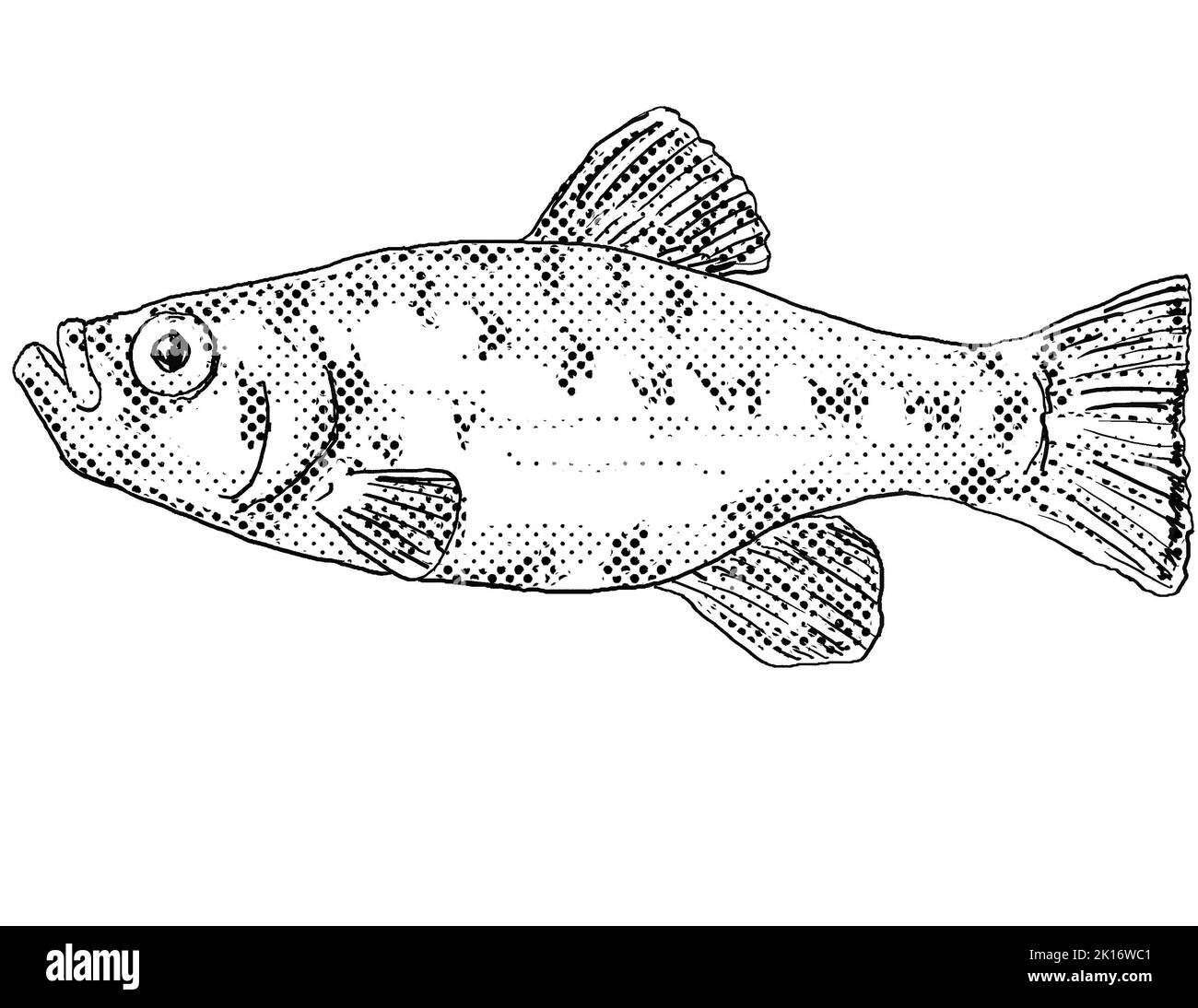 Cartoon style line drawing of a Cyprinodon desquamator or pupfish freshwater fish endemic to North America with halftone dots shading on isolated back Stock Photo