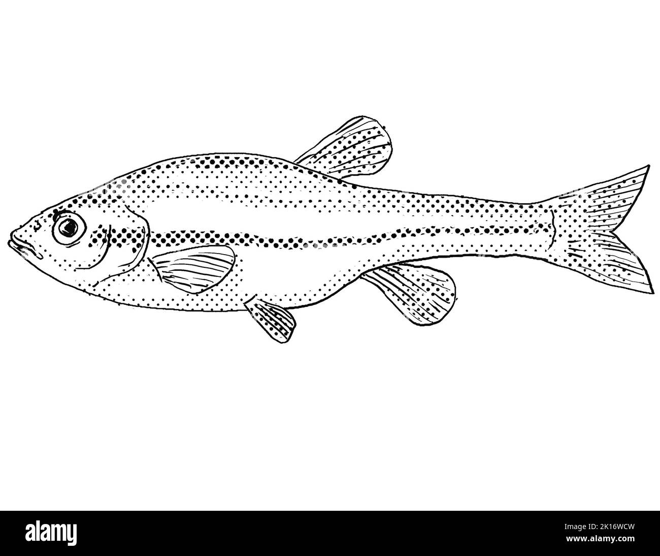 Cartoon style line drawing of a finescale dace or Chrosomus neogaeus freshwater fish endemic to North America with halftone dots shading on isolated b Stock Photo