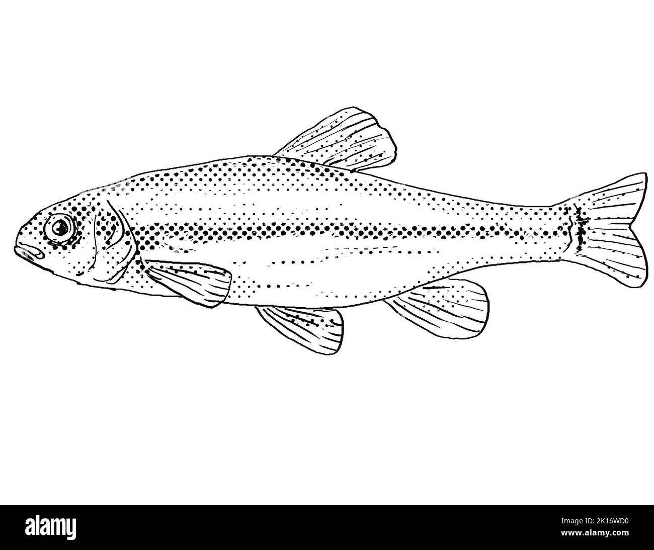 Cartoon style line drawing of a Fathead minnows or Pimephales promelas freshwater fish endemic to North America with halftone dots shading on isolated Stock Photo