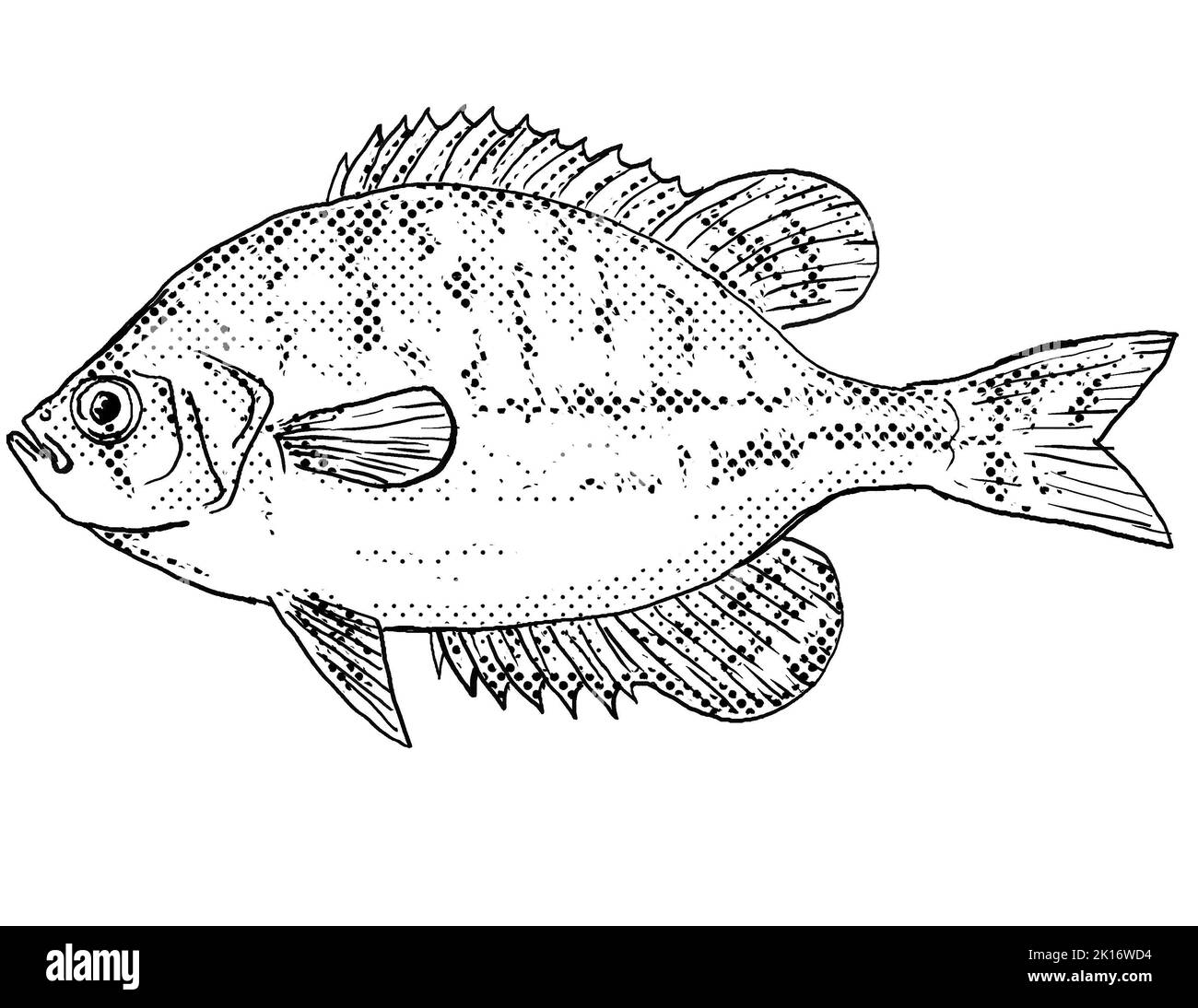 Cartoon style line drawing of a flier or Centrarchus macropterus, a freshwater fish endemic to North America with halftone dots shading on isolated ba Stock Photo