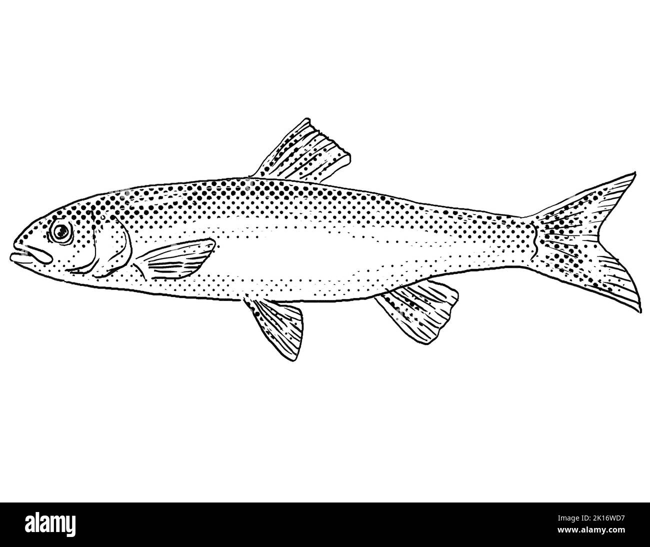 Cartoon style line drawing of a fallfish or Semotilus corporalis freshwater fish endemic to North America with halftone dots shading on isolated backg Stock Photo