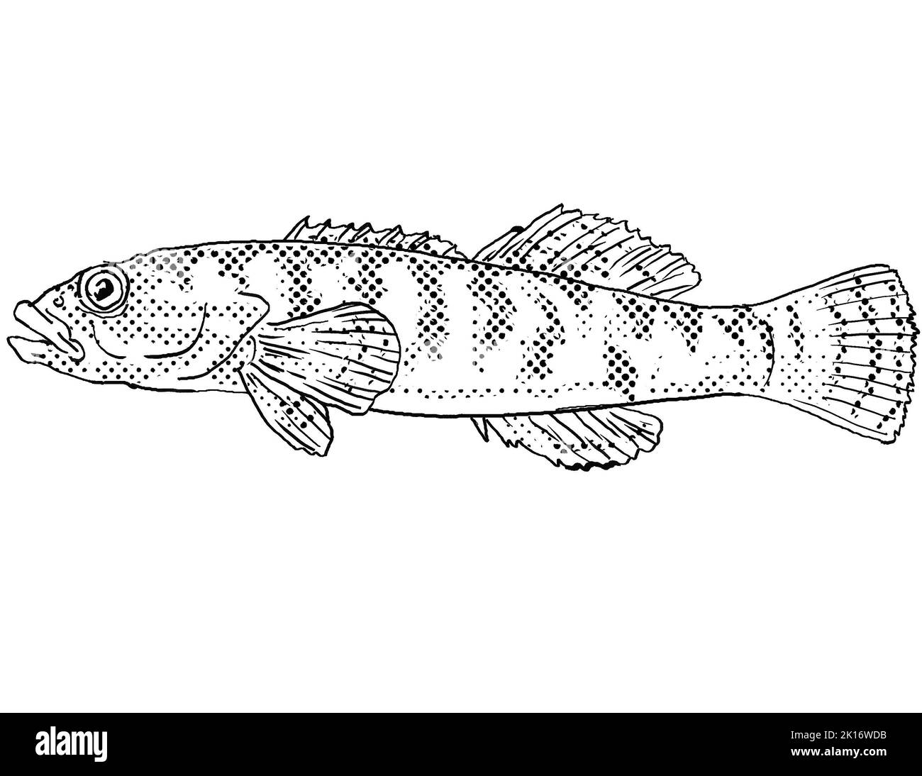 Cartoon style line drawing of a fantail or Etheostoma flabellare freshwater fish endemic to North America with halftone dots shading on isolated backg Stock Photo
