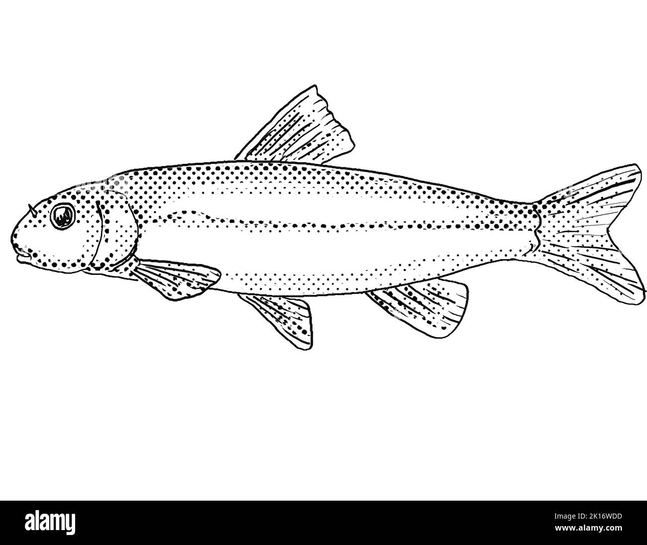 Cartoon style line drawing of a Exoglossum maxillingua or cutlips minnow freshwater fish endemic to North America with halftone dots shading on isolat Stock Photo