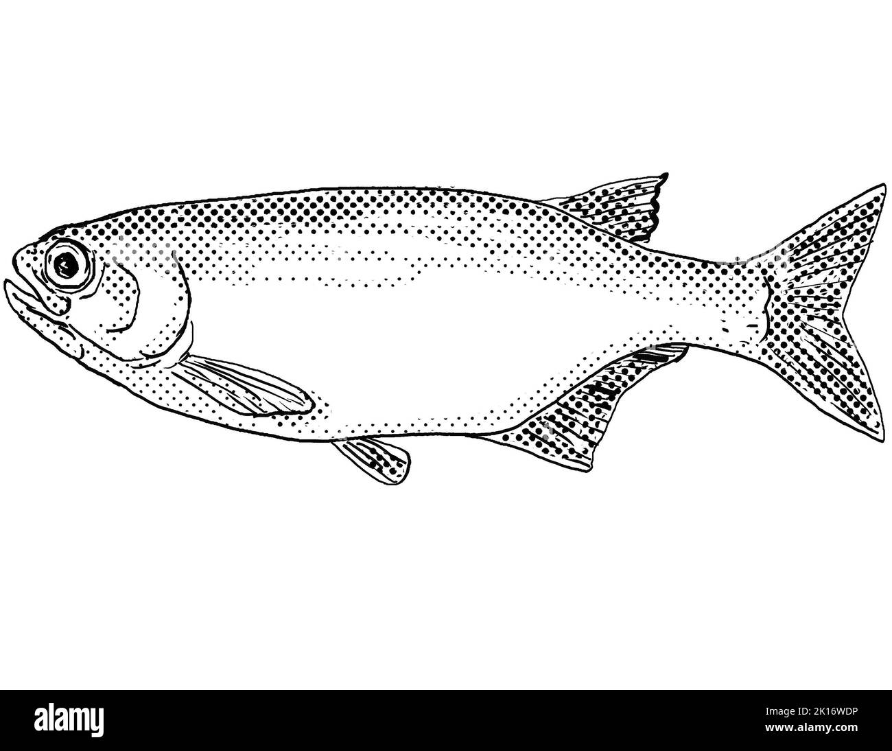 Cartoon style line drawing of a goldeye or Hiodon alosoides, a freshwater fish endemic to North America with halftone dots shading on isolated backgro Stock Photo