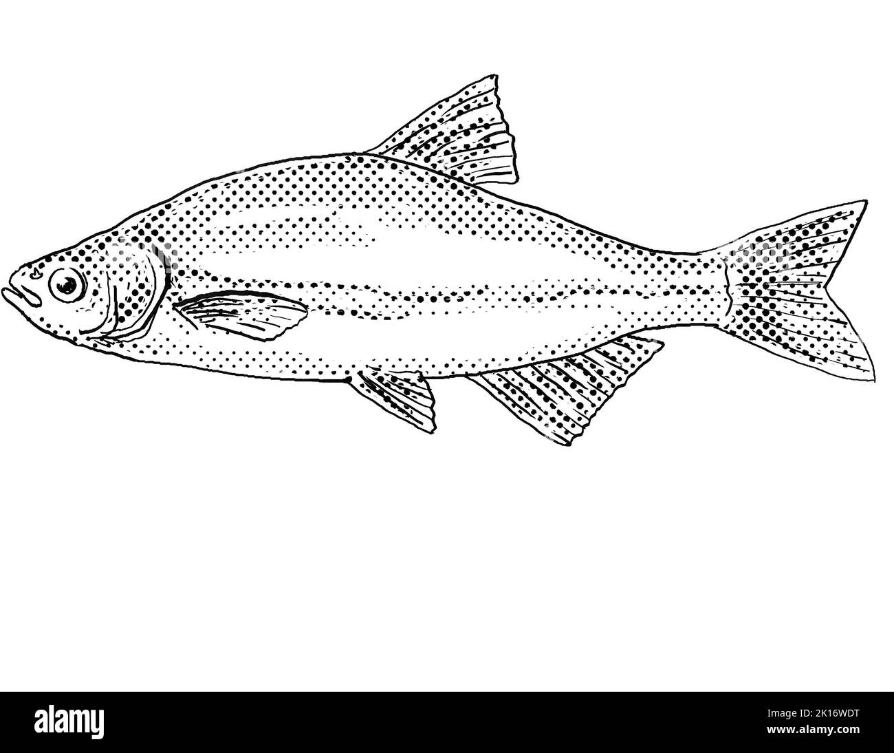 Cartoon style line drawing of a golden shiner or Notemigonus crysoleucas,  a freshwater fish endemic to North America with halftone dots shading on is Stock Photo