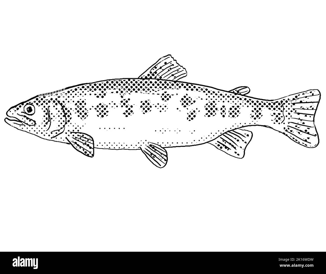Golden trout Black and White Stock Photos & Images Alamy