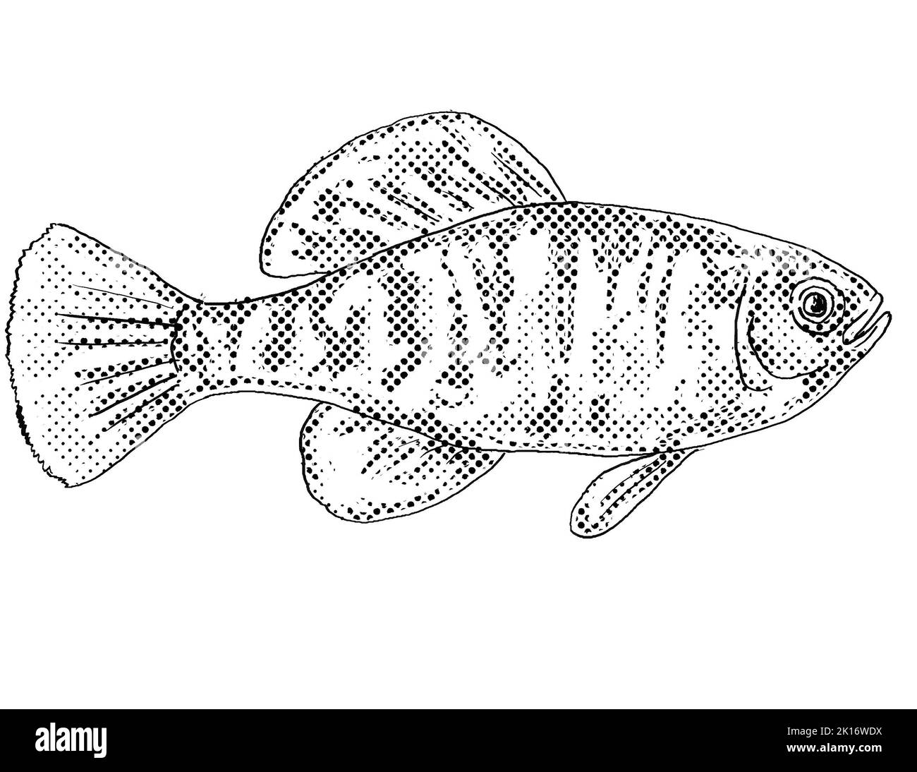 Cartoon style line drawing of a Gulf Coast pygmy sunfish or Elassoma gilberti, a freshwater fish endemic to North America with halftone dots shading o Stock Photo