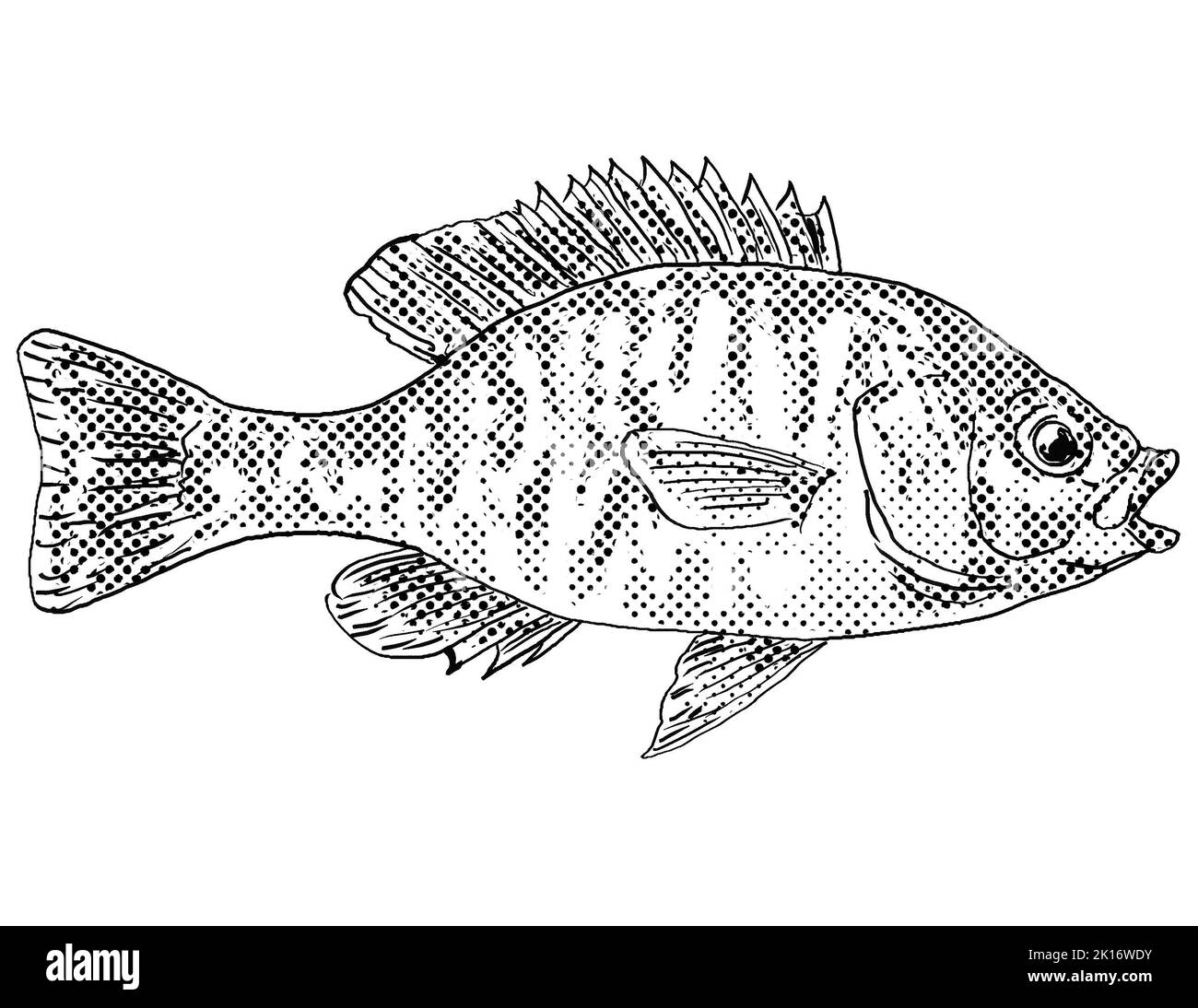 Cartoon style line drawing of a greengill sunfish or Lepomis macrochirus cyanellus or hybrid sunfish,  a freshwater fish endemic to North America with Stock Photo