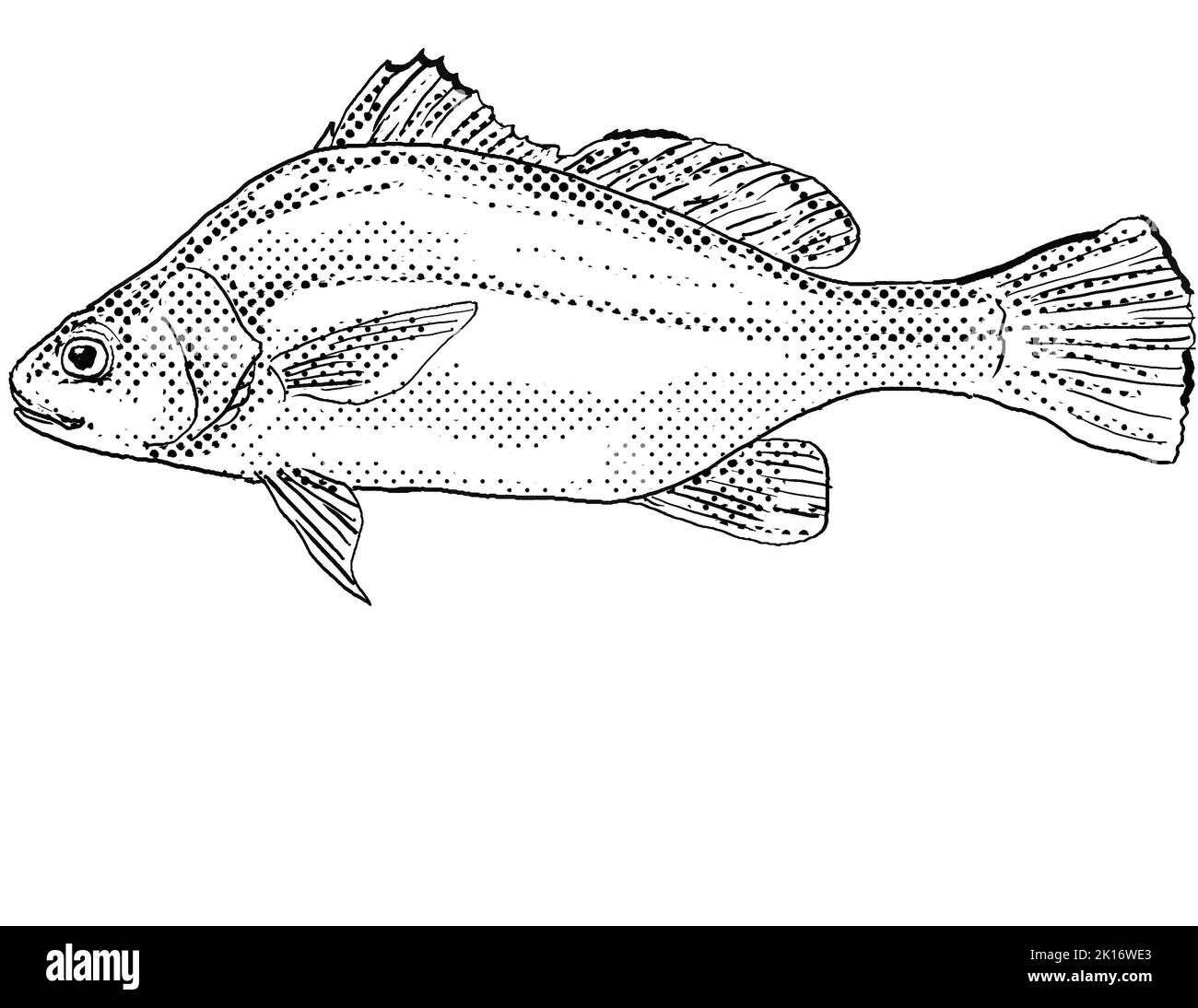 Cartoon style line drawing of a freshwater drum or Aplodinotus grunniens,  a freshwater fish endemic to North America with halftone dots shading on is Stock Photo
