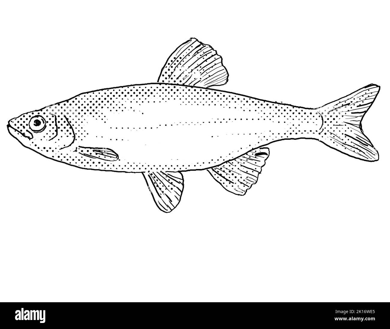 Cartoon style line drawing of a spotfin shiner or Cyprinella spiloptera freshwater fish endemic to North America with halftone dots shading on isolate Stock Photo