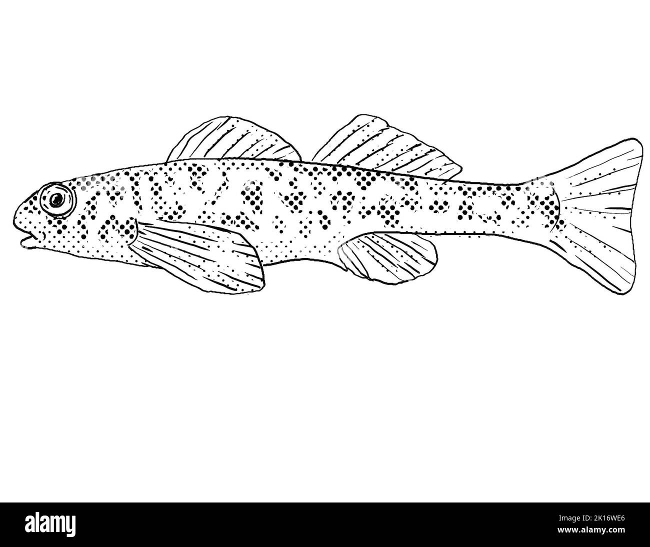 Cartoon style line drawing of a greenside darter or Etheostoma blennioides, a freshwater fish endemic to North America with halftone dots shading on i Stock Photo