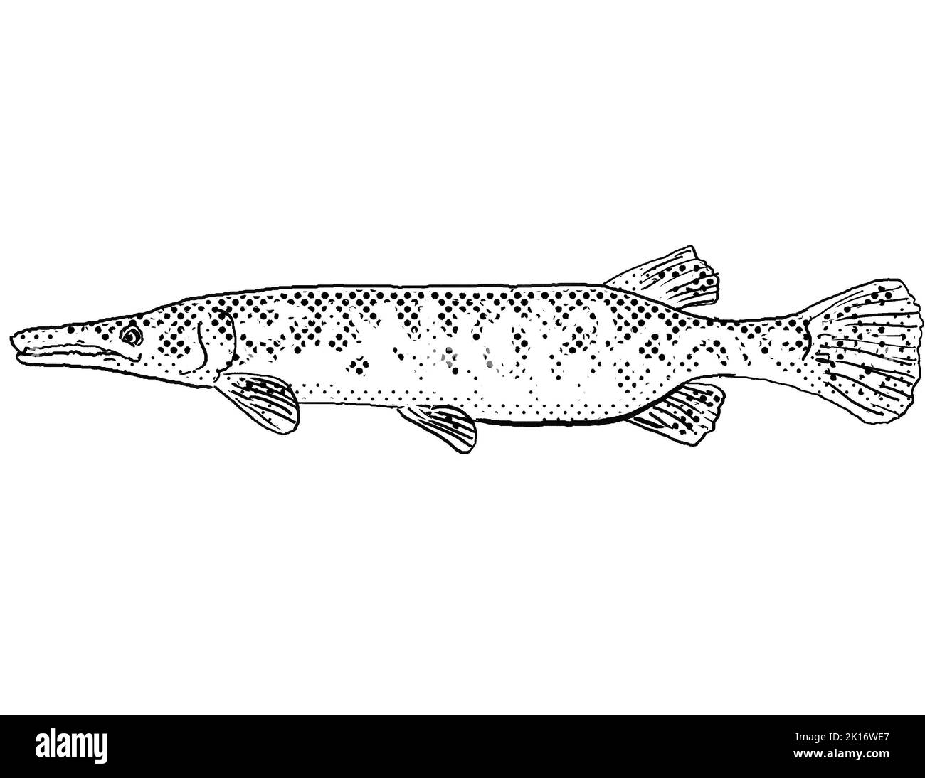 Cartoon style line drawing of a Florida gar or Lepisosteus platyrhincus, a freshwater fish endemic to North America with halftone dots shading on isol Stock Photo