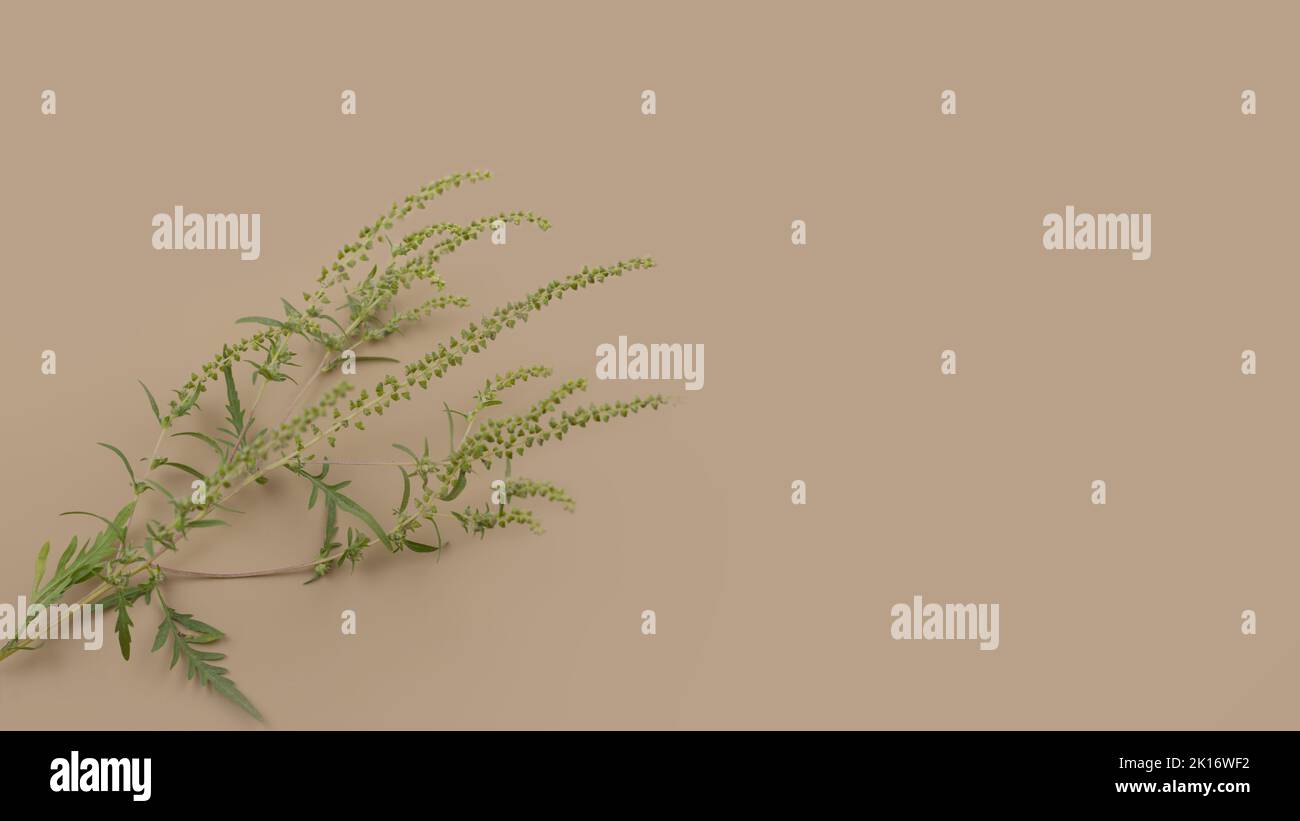 World Allergy Awareness Day concept. Blooming Ambrosia artemisiifolia on beige background. Ragweed is a dangerous allergenic plants, weed bushes Stock Photo